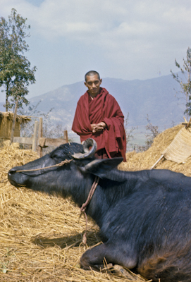 Lama Zopa Rinpoche with a water buffalo, Kopan Monastery, Nepal,  1976.