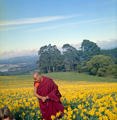Lama Yeshe visiting a daffodil farm near Melbourne, Australia, 1976. 