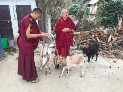 Lama Zopa Rinpoche blesses rescued goats, Maratika, Nepal, February 2016. Photo: Roger Kunsang.
