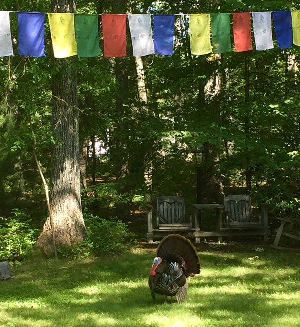 Turkey in the yard at LYWA June 2016. Photo: Wendy Cook.