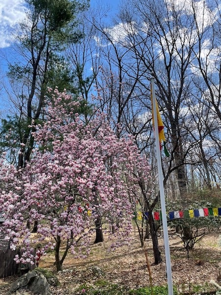LYWA’s beautiful magnolia tree, Lincoln, MA, April 2022.