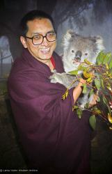 Click to view in our Image Gallery Rinpoche with koala, 1983